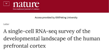 Nature：人腦前額葉發育的單細胞圖譜_單細胞轉錄組測序